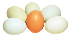 Assorted Chicken Eggs Variety PNG Image
