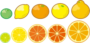 Assorted Citrus Fruits Vector Illustration PNG Image