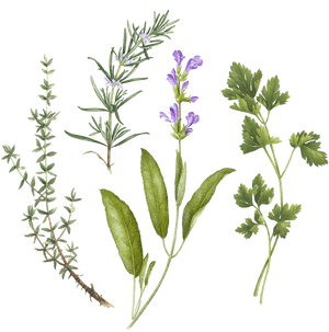Sage Watercolor, HD Png Download PNG with transparent background