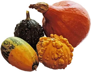 Assorted Decorative Squash Varieties PNG Image