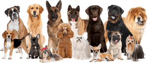 Pet Grooming Dog Grooming Backgrounds, HD Png Download PNG image with transparent background