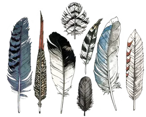 Assorted_ Feather_ Collection_ Illustration PNG Image