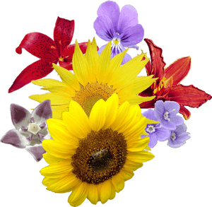 Assorted Flowersand Bee Composition PNG image with transparent background