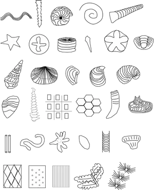 Assorted Fossil Illustrations PNG Image