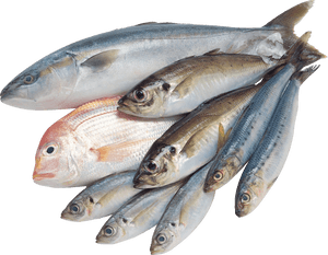 Fish Png - Fish Images Hd Png, Transparent Png PNG