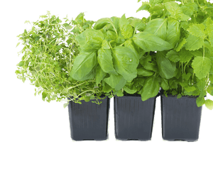 Assorted Fresh Herbsin Pots PNG