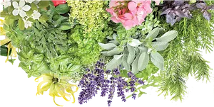 Assorted Garden Bushesand Flowers PNG Image