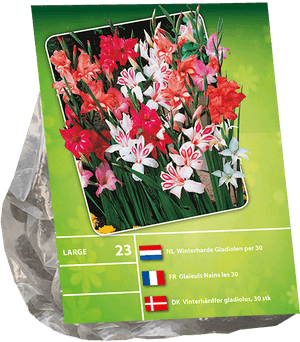 Gladiolus Nanus Per - Bouquet, HD Png Download PNG image with transparent background