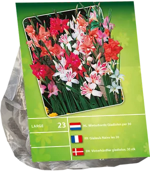 Assorted Gladiolus Bulb Packaging PNG Image