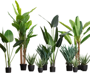 Assorted Indoor Plants Collection PNG Image