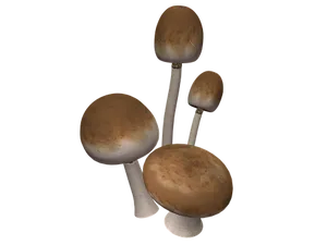 Assorted Mushrooms Black Background PNG Image