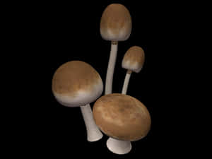 Assorted Mushrooms Black Background PNG with transparent background