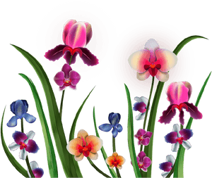 Png Клипарт 'realistic Vector Delicate Orchids - Orchids, Transparent Png PNG with transparent background