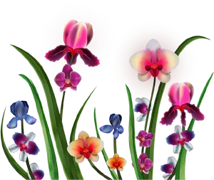 Assorted Orchids Illustration PNG Image