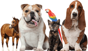 Thumb Image - Pets And Animals, HD Png Download PNG image with transparent background