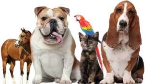 Assorted Pets Group Portrait PNG Image