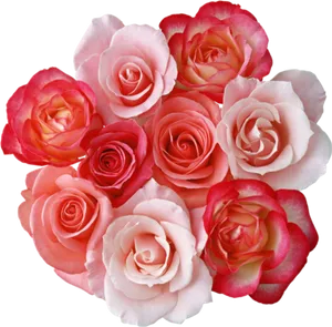 Assorted Pink Roses Black Background PNG Image