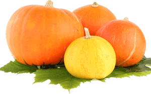 Group Pumpkin - Pumpkin Png, Transparent Png PNG