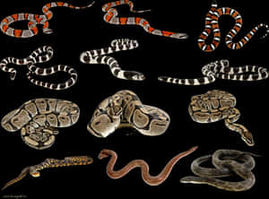 Assorted Snake Species Collection PNG image with transparent background