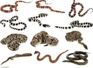 Assorted Snake Species Collection PNG Image