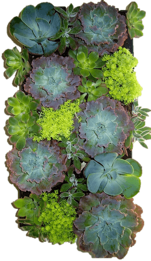 Succulent Wrapped - Edible Living Wall, HD Png Download PNG image with transparent background