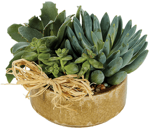 Succulent Plant, HD Png Download PNG image with transparent background