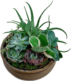 Succulent Garden In Ceramic Container - Flowerpot, HD Png Download PNG image with transparent background