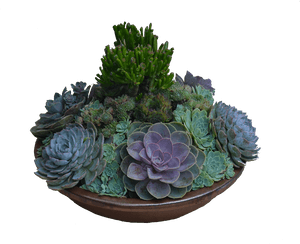 Succulent Bowl Png - Succulent Arrangements Png, Transparent Png PNG image with transparent background
