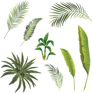 Assorted_ Tropical_ Palm_ Leaves PNG Image