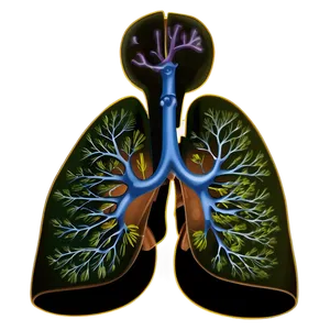 Asthma Affected Lung Png 65 PNG Image