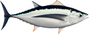 Albacore - Tuna, HD Png Download PNG