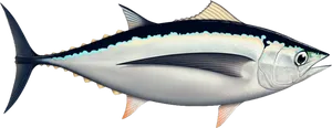 Atlantic Bluefin Tuna Illustration PNG Image