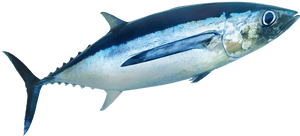 Transparent Tuna Fish Png - Shark, Png Download PNG