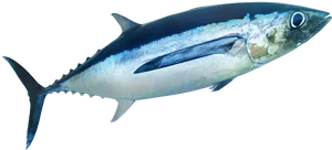 Atlantic Bluefin Tuna Side View PNG Image