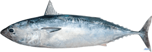 Mackerel Png, Transparent Png PNG