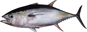 Yellowfin Tuna Ahi Tuna, HD Png Download PNG