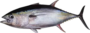 Atlantic Bluefin Tuna Side View PNG Image