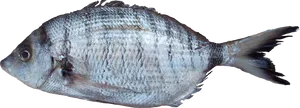 Atlantic Flounder Side View.png PNG Image