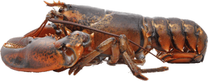 Lobster Png Free Download - Live Lobster, Transparent Png PNG image with transparent background