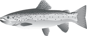 Salmon Png, Transparent Png PNG image with transparent background