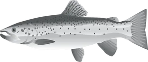 Atlantic Salmon Illustration PNG Image