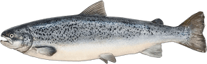 Http - //www - Fishbuoy - Com/images/images/fish Species - Identify Atlantic Salmon, HD Png Download PNG with transparent background