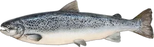 Atlantic Salmon Illustration PNG Image