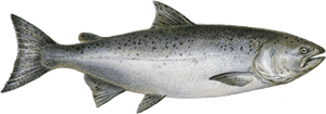 King Salmon Png , Png Download - Chinook Salmon Png, Transparent Png PNG with transparent background