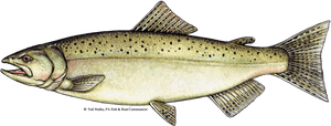 Transparent Salmon Clipart, HD Png Download PNG image with transparent background