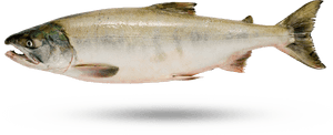 Keta Salmon - Sockeye Salmon, HD Png Download PNG with transparent background