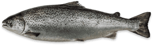 Salmon Png Transparent - Scottish Salmon Fish, Png Download PNG image with transparent background
