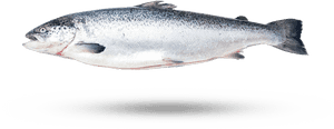 Atlantic Salmon - Trout, HD Png Download PNG with transparent background