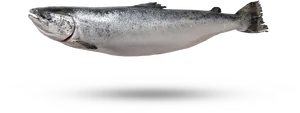 Atlantic Salmon Side View PNG Image