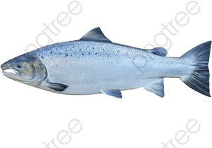 King Clipart Product Kind - Sockeye Salmon, HD Png Download PNG image with transparent background
